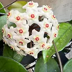 팜스테이 Nuraximannu Boutique 산타디